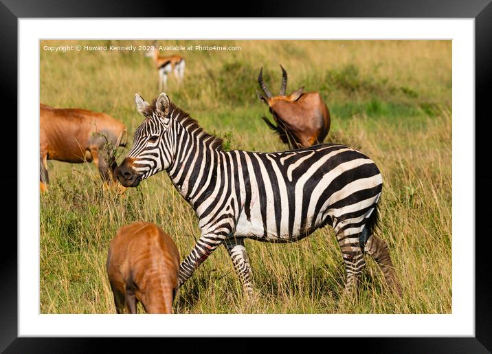 Injured Zebra stallion Framed Mounted Print by Howard Kennedy
