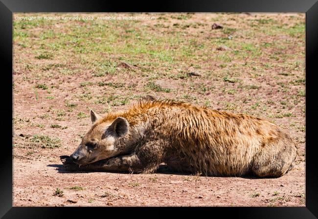 Spotted Hyena resting Framed Print by Howard Kennedy