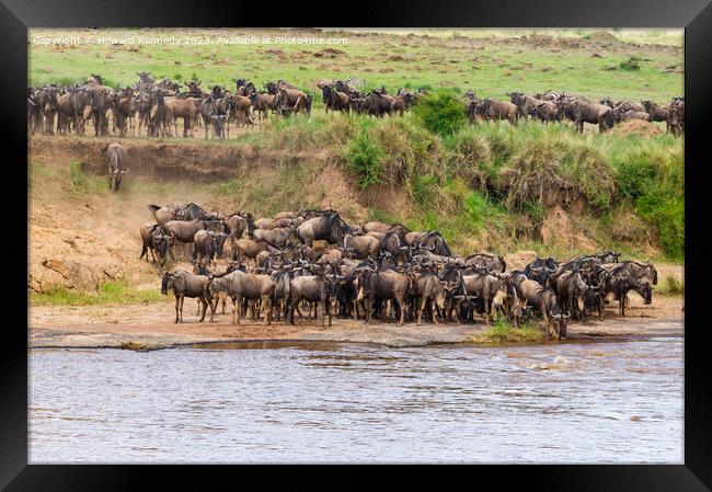 Wildebeest approaching the Mara River during the Great Migration Framed Print by Howard Kennedy