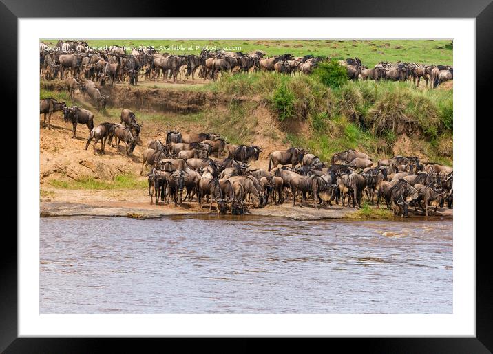 Wildebeest approaching the Mara River during the Great Migration Framed Mounted Print by Howard Kennedy
