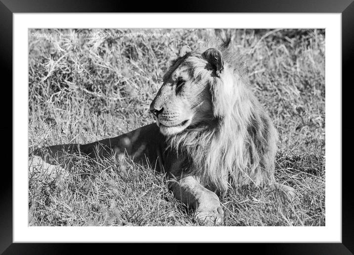 Male Lion in Masai Mara in black and white Framed Mounted Print by Howard Kennedy