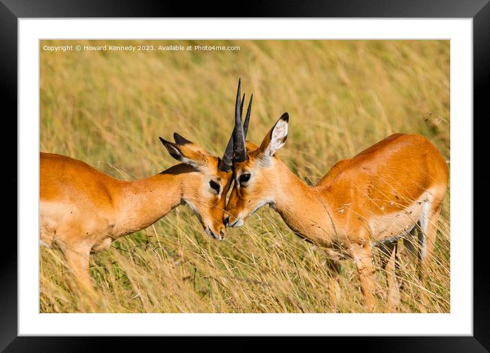 Young male Impala practice sparring Framed Mounted Print by Howard Kennedy
