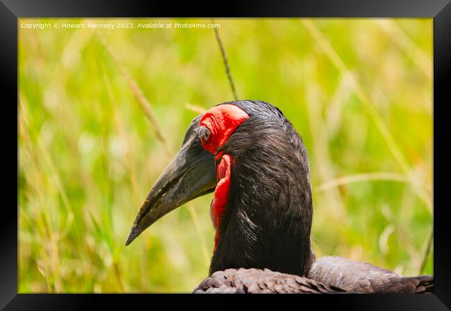 Close-up of Ground Hornbill Framed Print by Howard Kennedy