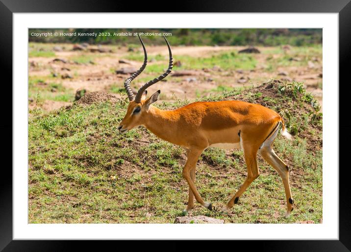 Male Impala Framed Mounted Print by Howard Kennedy