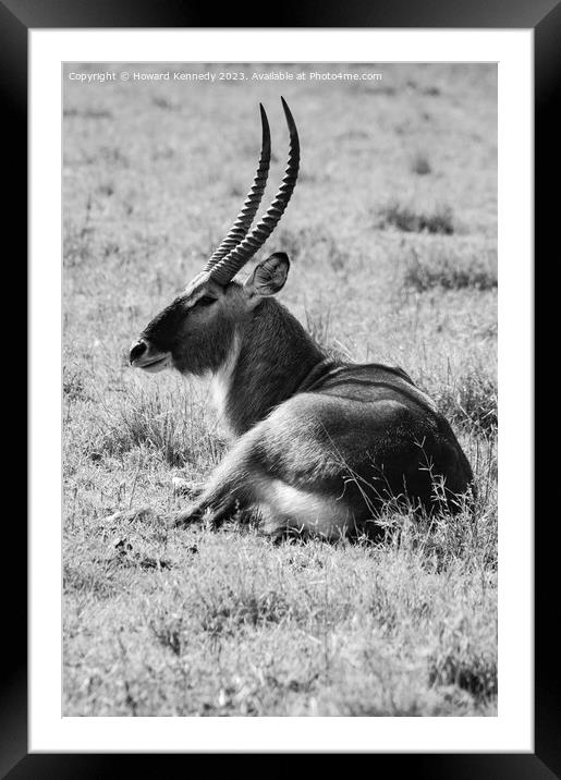 Huge male Defassa Waterbuck in black and white Framed Mounted Print by Howard Kennedy