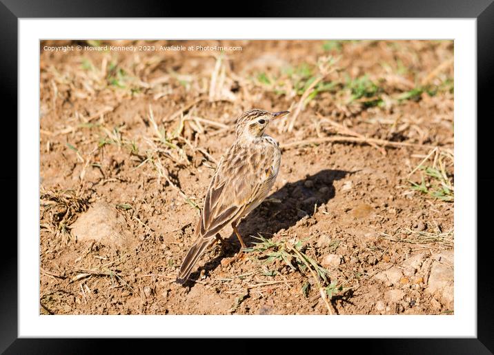 Grassland Pipit Framed Mounted Print by Howard Kennedy