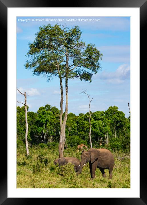 Elephant family browsing Framed Mounted Print by Howard Kennedy
