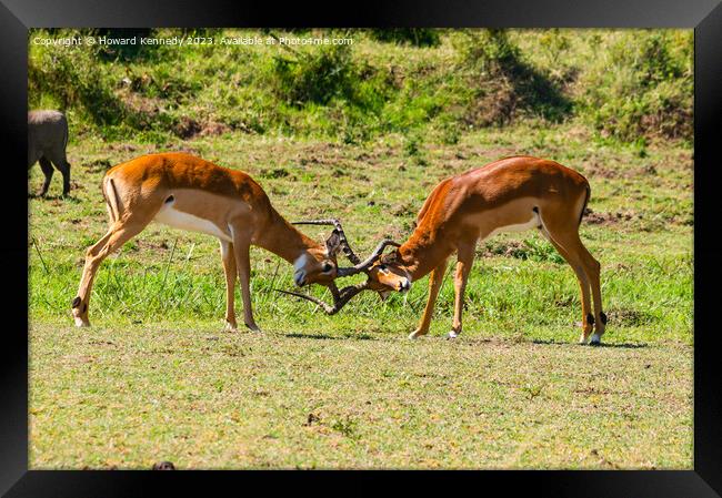 Male Impala fighting Framed Print by Howard Kennedy