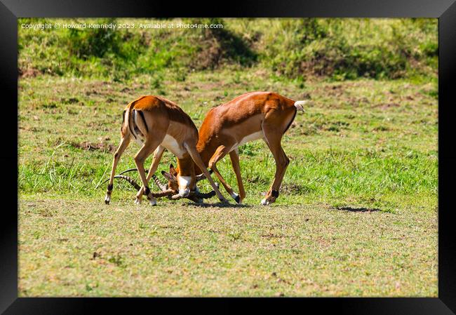 Male Impala fighting Framed Print by Howard Kennedy