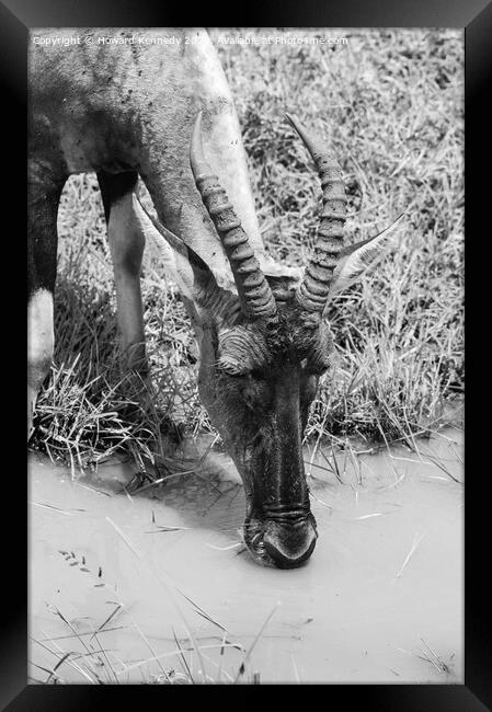 Topi drinking close-up in black and white Framed Print by Howard Kennedy