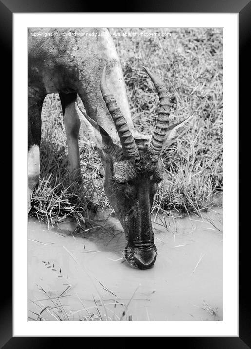 Topi drinking close-up in black and white Framed Mounted Print by Howard Kennedy