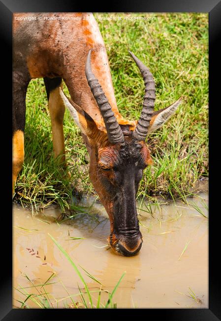 Topi Drinking Close-up Framed Print by Howard Kennedy