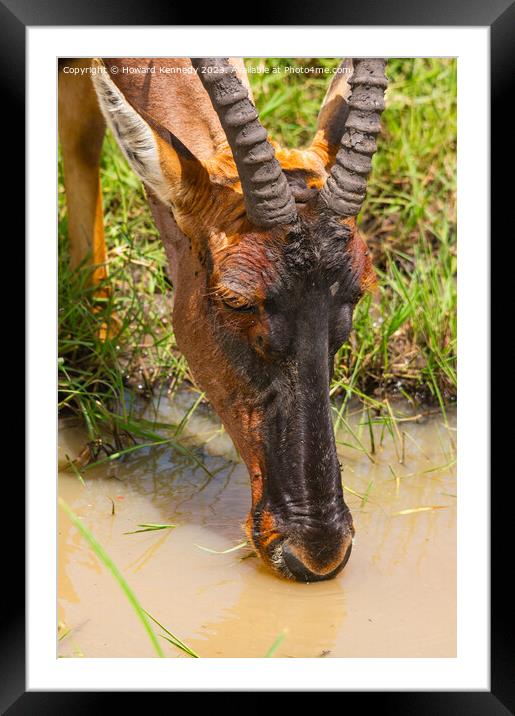 Topi drinking close-up Framed Mounted Print by Howard Kennedy