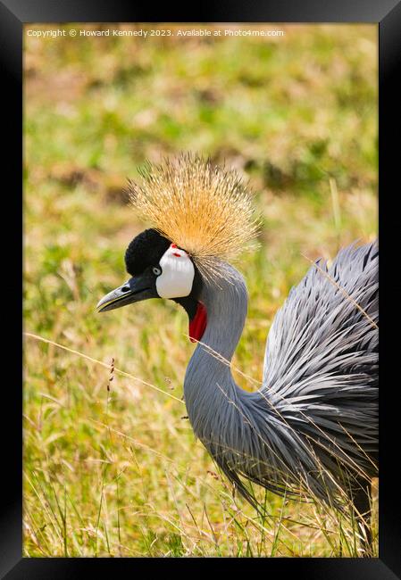 Grey-Crowned Crane close-up Framed Print by Howard Kennedy