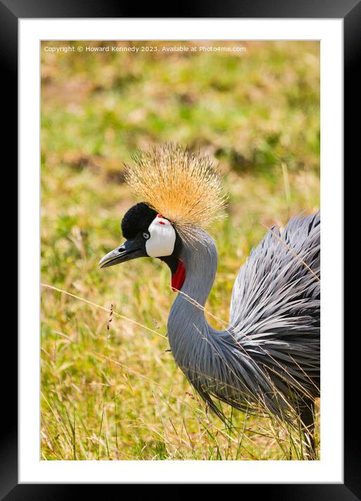 Grey-Crowned Crane close-up Framed Mounted Print by Howard Kennedy