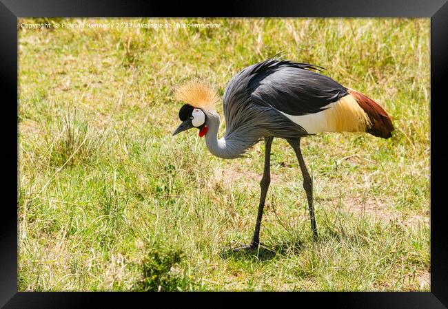 Grey-Crowned Crane Framed Print by Howard Kennedy