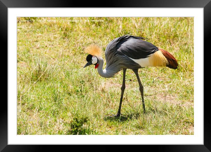 Grey-Crowned Crane Framed Mounted Print by Howard Kennedy