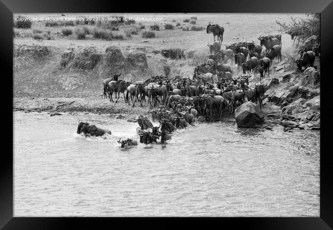 Wildebeest dodging Crocodile as they cross the Mara River during the Great Migration in black and white Framed Print by Howard Kennedy