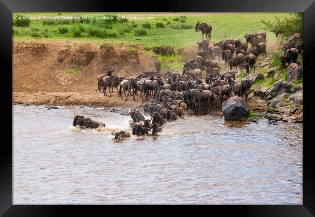 Wildebeest dodging Crocodile as they cross the Mara River during the Great Migration Framed Print by Howard Kennedy