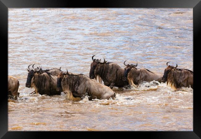 Crocodile attacks Wildebeest crossing the Mara River Framed Print by Howard Kennedy