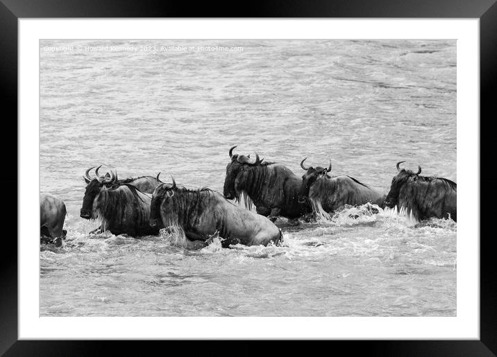 Crocodile attacks Wildebeest crossing the Mara River in black and white Framed Mounted Print by Howard Kennedy
