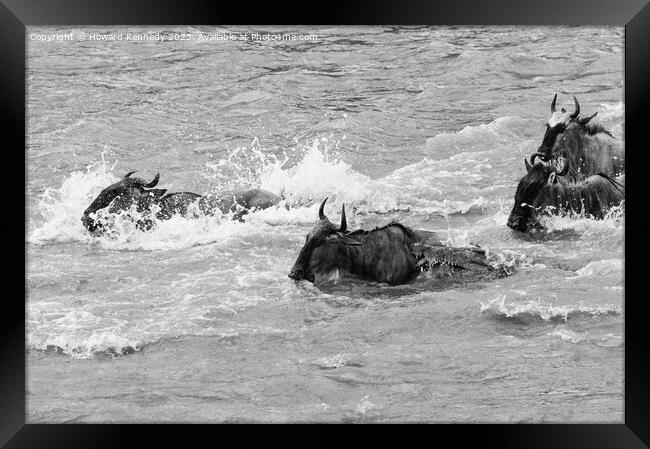 Crocodile attacks Wildebeest crossing the Mara River in black and white Framed Print by Howard Kennedy
