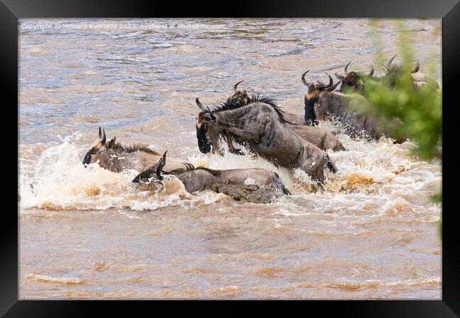 Crocodile attacks Wildebeest crossing the Mara River Framed Print by Howard Kennedy