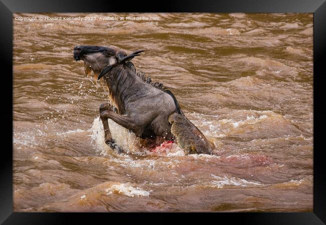 Wildebeest killed by Crocodile in the Mara River Framed Print by Howard Kennedy