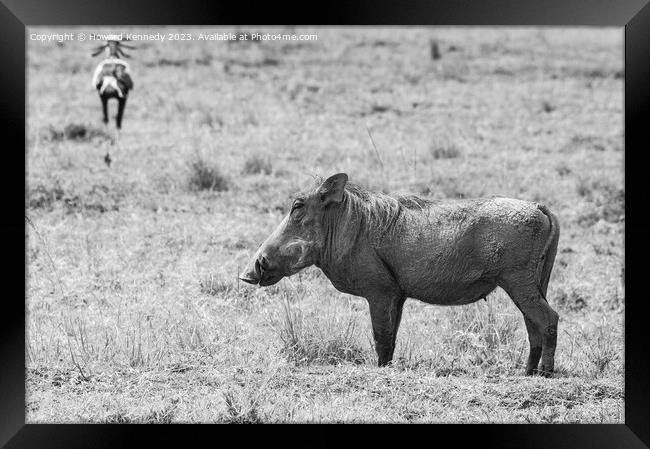 Warthog Female in black and white Framed Print by Howard Kennedy