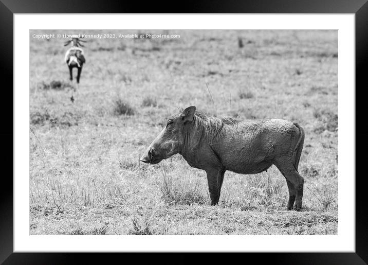 Warthog Female in black and white Framed Mounted Print by Howard Kennedy