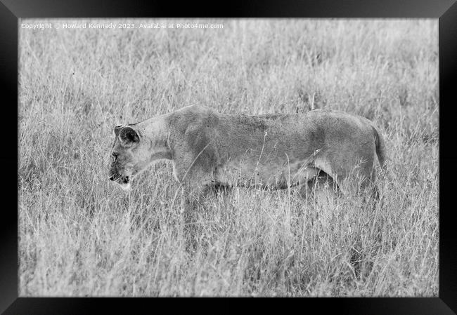 Lioness setting out on a hunt in black and white Framed Print by Howard Kennedy