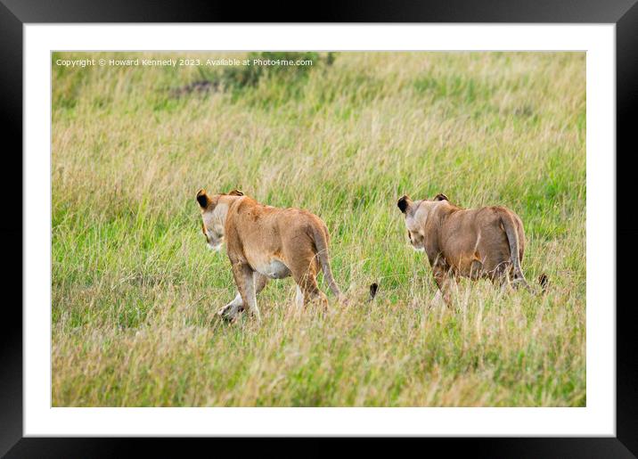 Lionesses setting out on a hunt in Masai Mara Framed Mounted Print by Howard Kennedy
