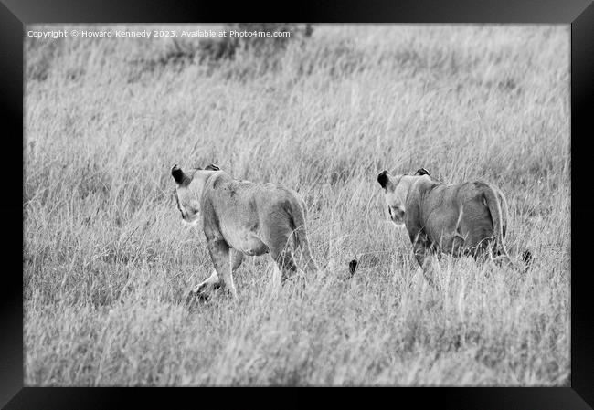 Lionesses setting out on a hunt in black and white Framed Print by Howard Kennedy