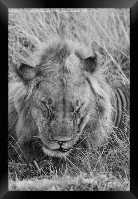 Let Sleeping Lions Lie in black and white Framed Print by Howard Kennedy