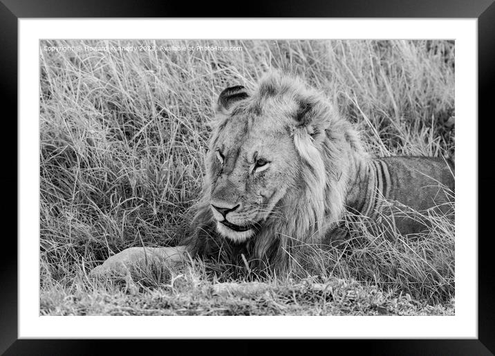 Male Lion resting in black and white Framed Mounted Print by Howard Kennedy