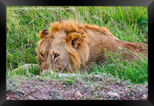 Male Lion resting but vigilant Framed Print by Howard Kennedy