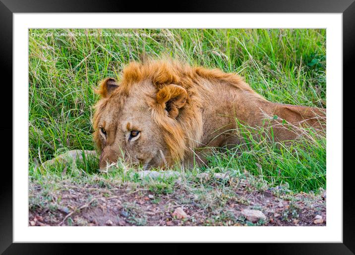 Male Lion resting but vigilant Framed Mounted Print by Howard Kennedy