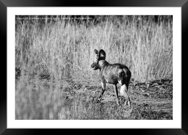 First African Wild Dog seen in the Mara in over five years after being declared locally extinct - in black and white Framed Mounted Print by Howard Kennedy