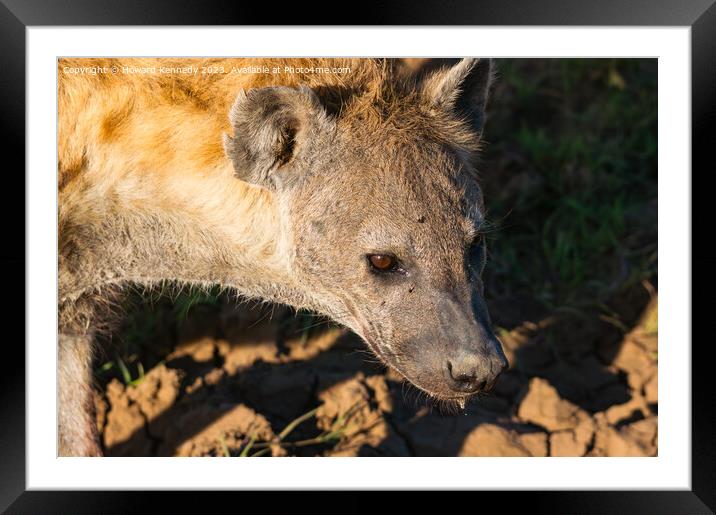 Pregnant female Spotted Hyena close-up Framed Mounted Print by Howard Kennedy