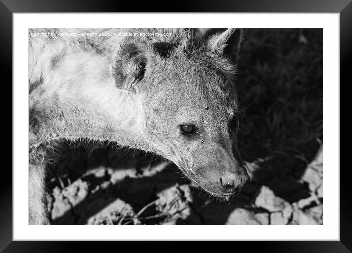 Pregnant female Spotted Hyena close-up in black and white Framed Mounted Print by Howard Kennedy