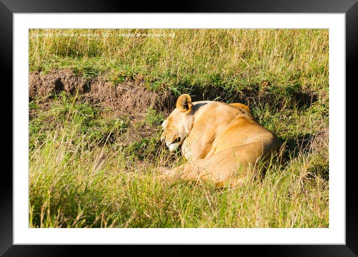 Lioness sleeping Framed Mounted Print by Howard Kennedy