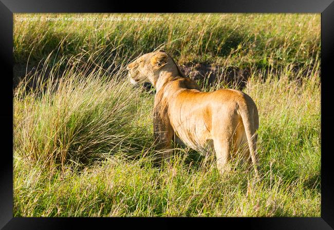 Lioness looking out from long grass Framed Print by Howard Kennedy