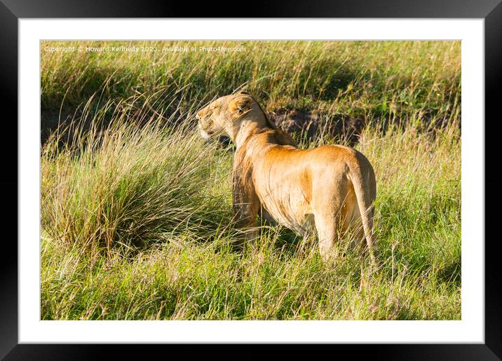 Lioness looking out from long grass Framed Mounted Print by Howard Kennedy