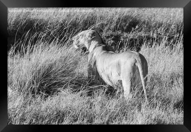 Lioness looking out from long grass in black and white Framed Print by Howard Kennedy