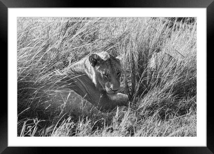 Immature male Lion hiding in long grass in black and white Framed Mounted Print by Howard Kennedy