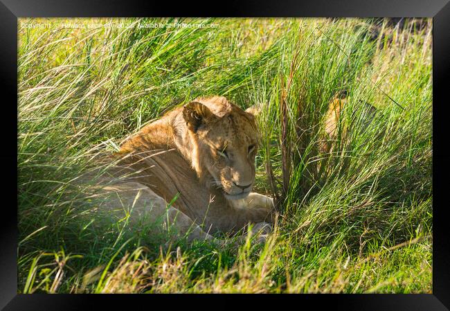 Immature male Lion hiding in long grass Framed Print by Howard Kennedy
