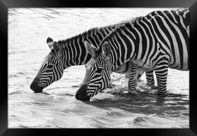 Burchell's Zebra in waterhole in black and white Framed Print by Howard Kennedy