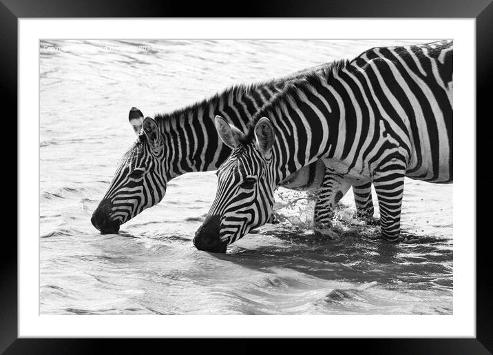 Burchell's Zebra in waterhole in black and white Framed Mounted Print by Howard Kennedy