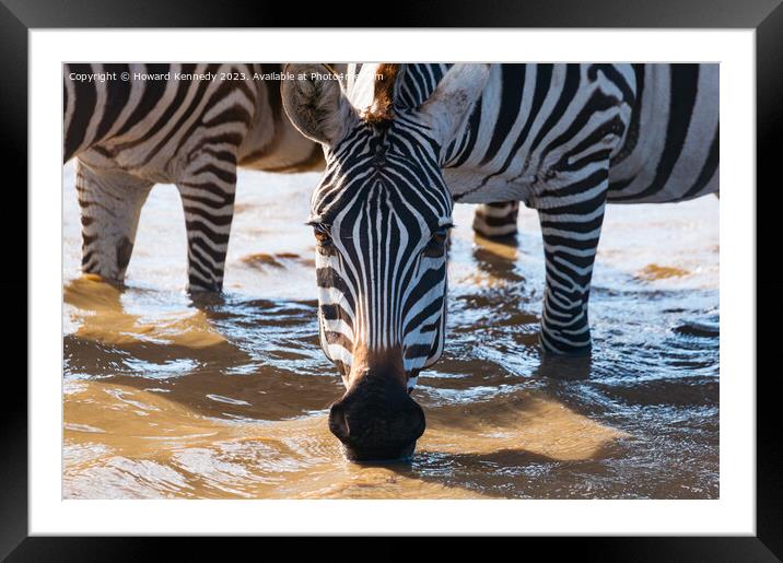 Close-up of Burchell's Zebra drinking in waterhole Framed Mounted Print by Howard Kennedy