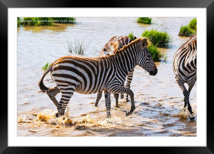 Burchell's Zebra in waterhole Framed Mounted Print by Howard Kennedy